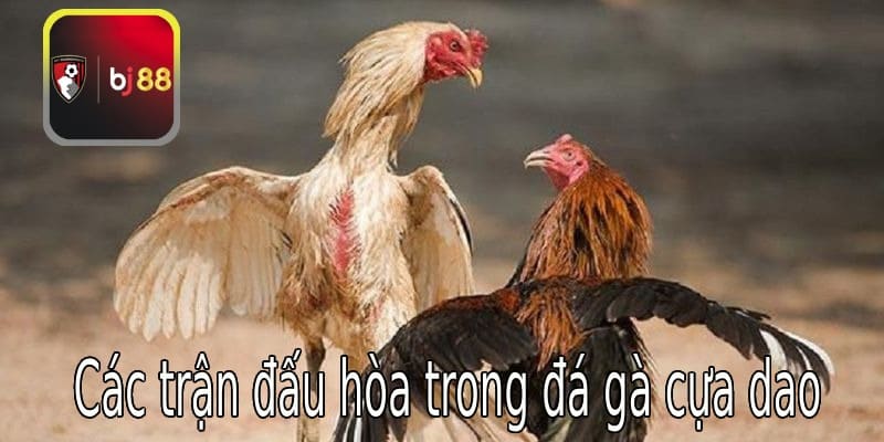 Cá trận đấu hòa trong đá gà cựa dao