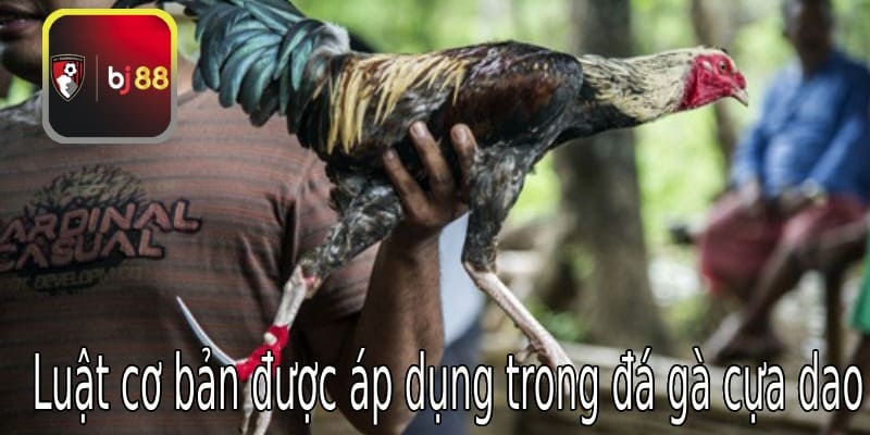 Luật cơ bản được áp dụng trong đấu cựa gắn dao