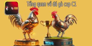 Đá gà cup C1 - Tổng quan về sân chơi