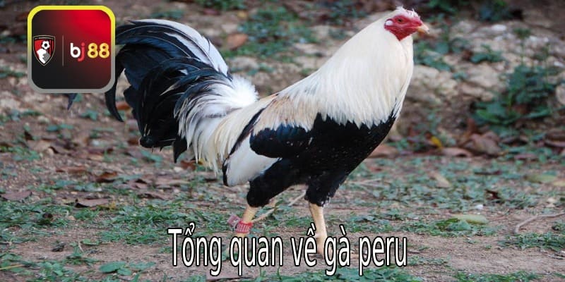 Tổng quan về gà Peru